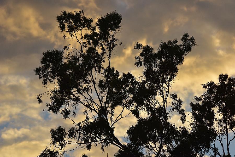Gold Sunset Tree Silhouette I Photograph by Linda Brody