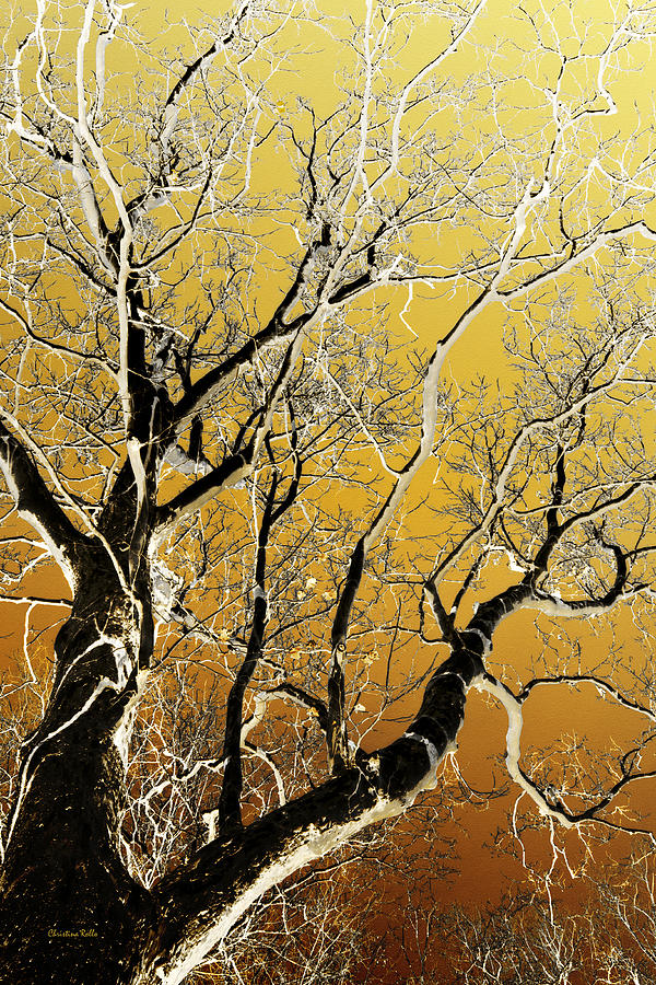 Bare Branches Sycamore Tree Art Mixed Media by Christina Rollo
