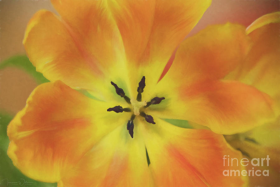 Spring Photograph - Gold Tulip Explosion by Teresa Wilson