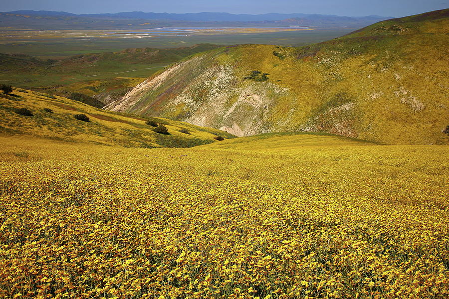 Gold wildflower fields from the Temblor Range looking down to Soda Lake at Carrizo Plain Photograph by Jetson Nguyen