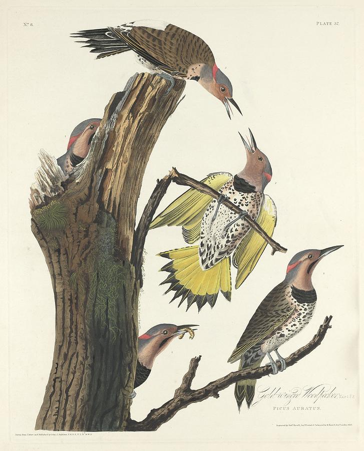 John James Audubon Drawing - Gold-Winged Woodpecker by Dreyer Wildlife Print Collections 
