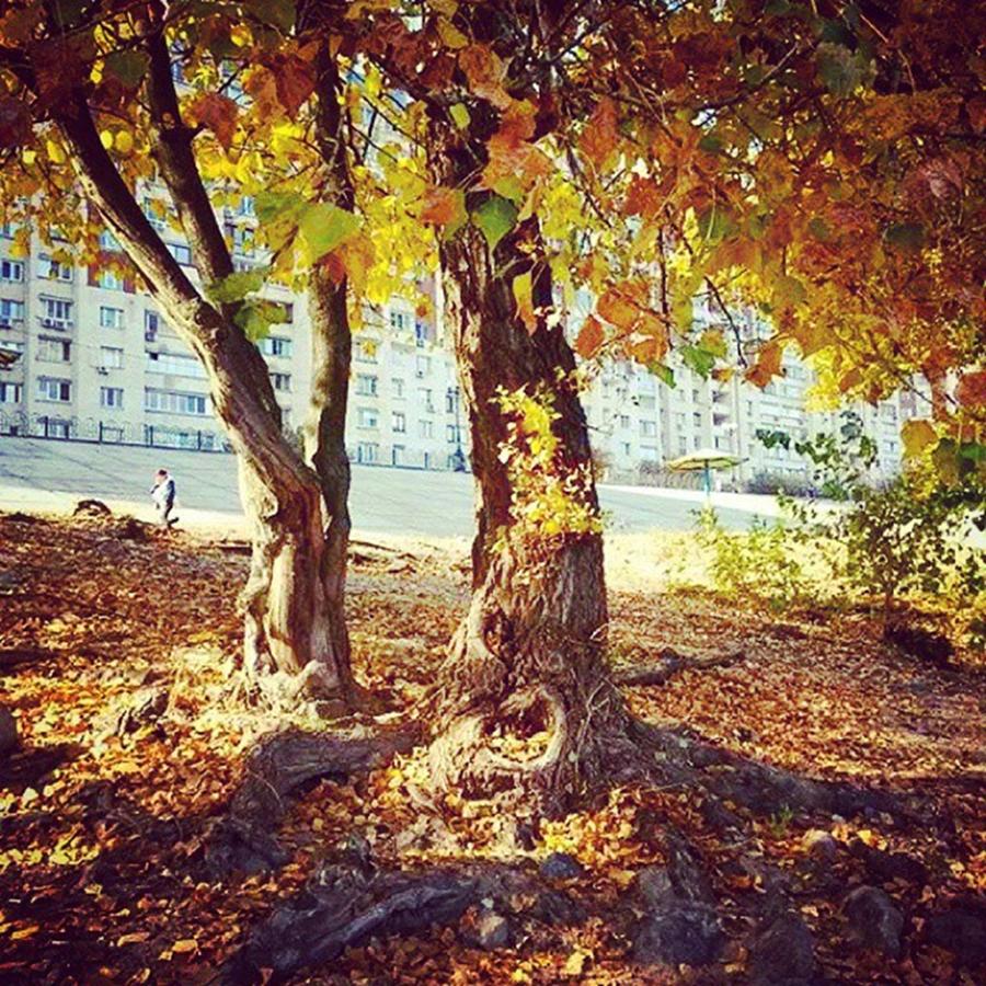 Fall Photograph - #gold&brown #autumn #fall 🍂🍃☀ by Anna Golodryga