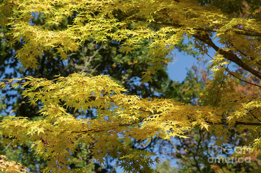 Golden Acer Photograph by Tim Gainey