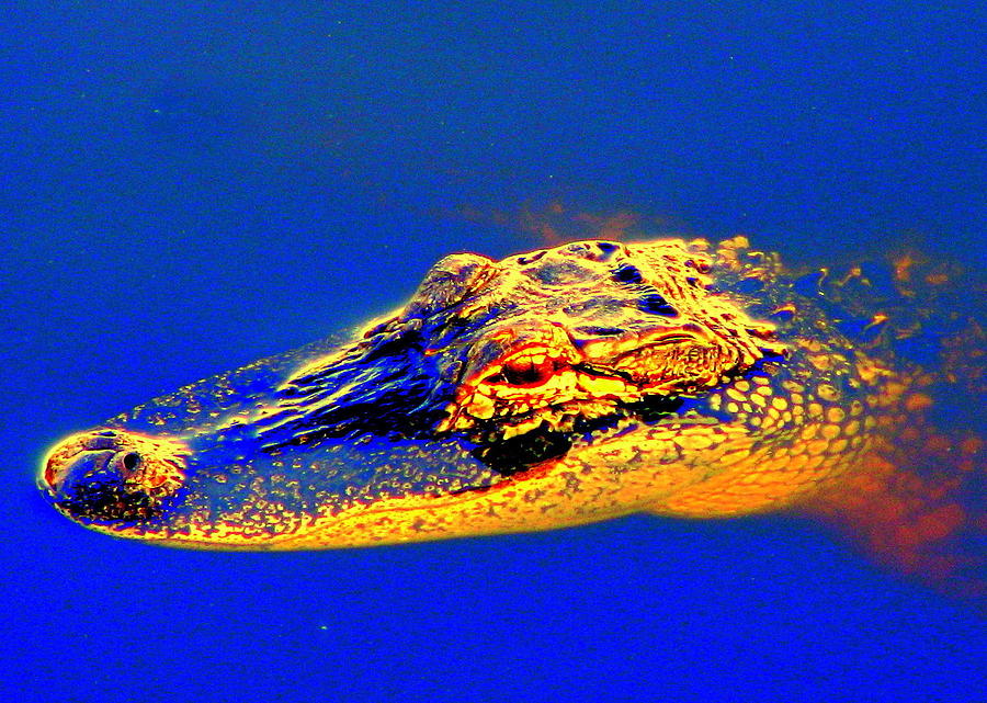Golden Alligator Photograph by T Guy Spencer