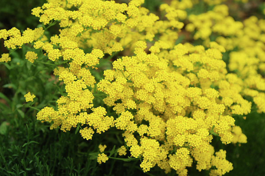 Golden Alyssum in Full Bloom Photograph by Jenny Rainbow - Fine Art America