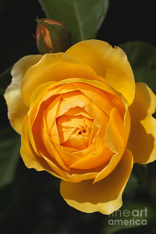 Golden And Rich Beautiful Rose Photograph by Joy Watson