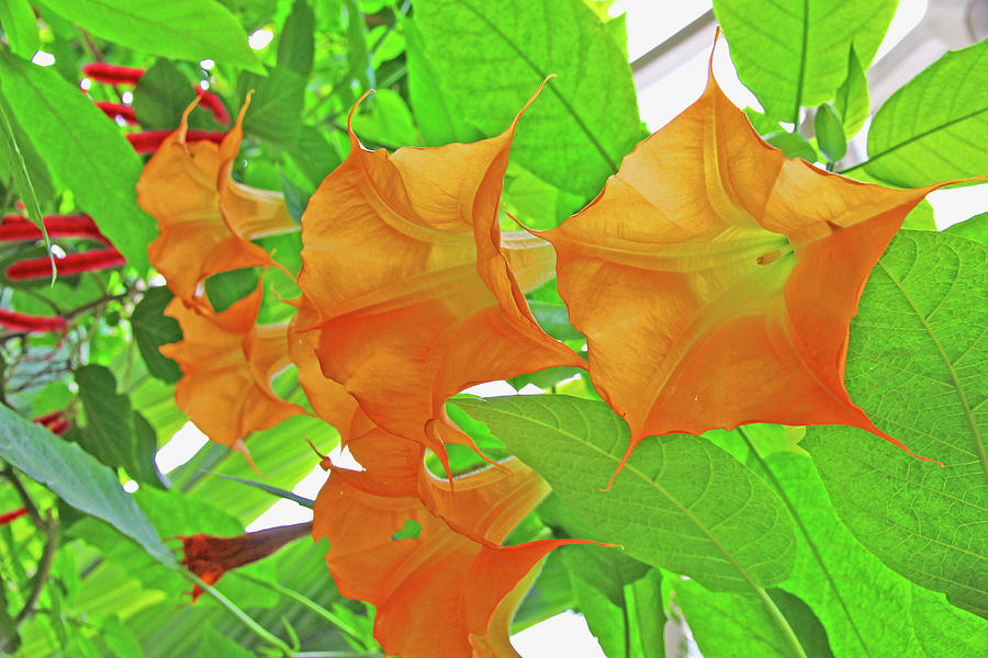 Golden Angels Trumpet Datura Green Leaf Background Red Flower Accents  2 10232017 Colorado Photograph by David Frederick