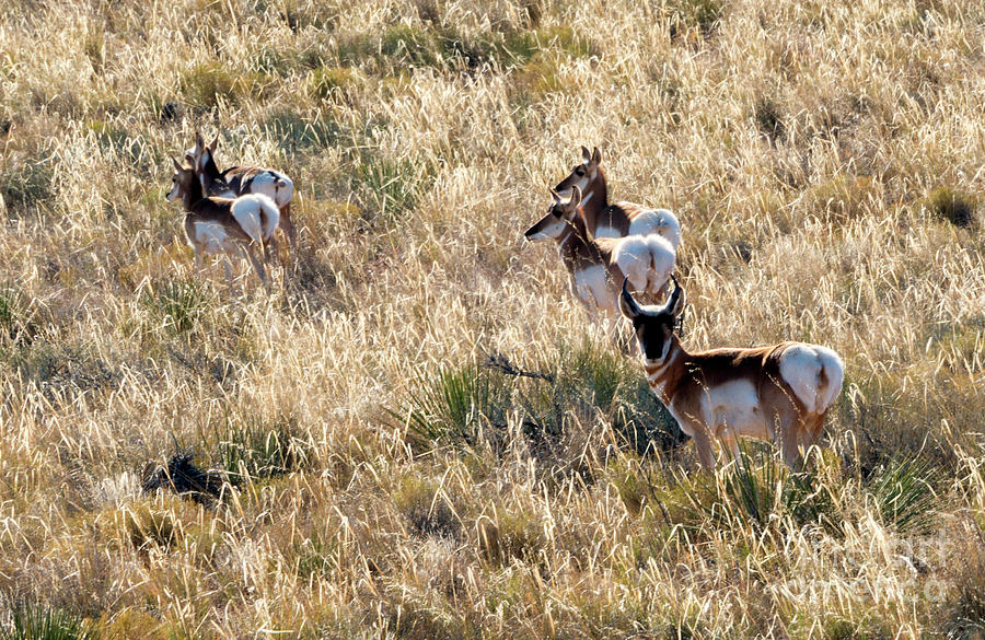 Golden Antelope Herd Photograph by Michael Dawson
