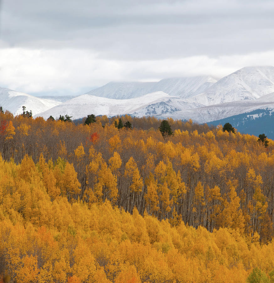 Golden Aspen and Snow Covered Mountains Photograph by Cascade Colors