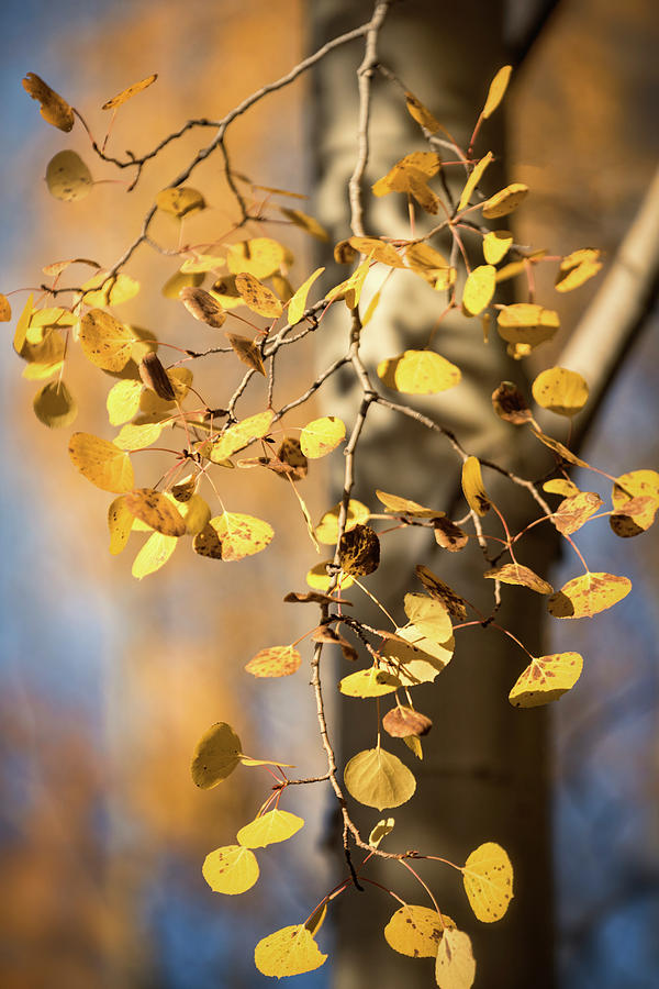 Nature Photograph - Golden Aspen Branch by Saija Lehtonen