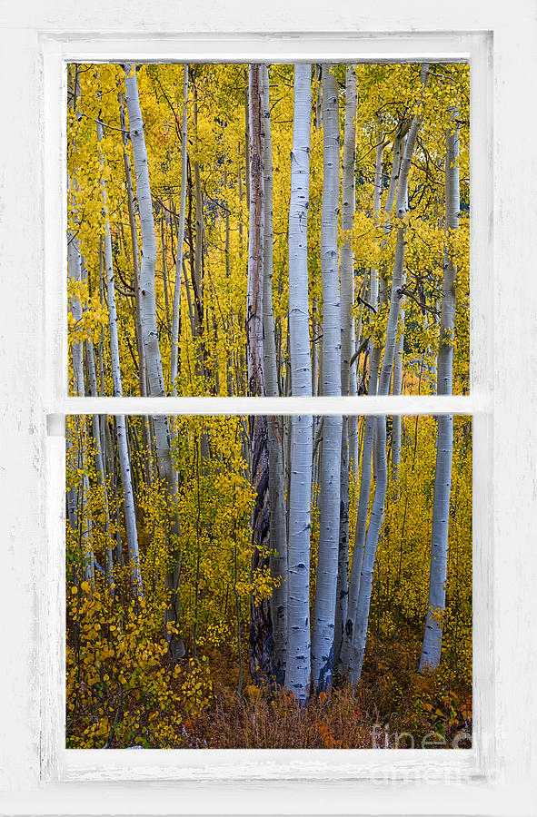 Golden Aspen Forest View Through White Rustic Distressed Window Photograph