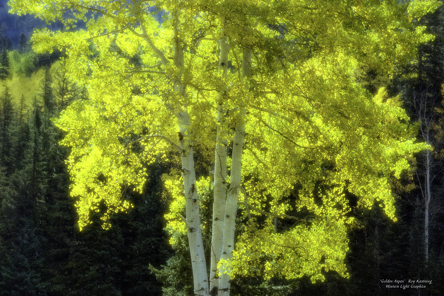 Fall Photograph - Golden Aspen #1 by Roy Kastning