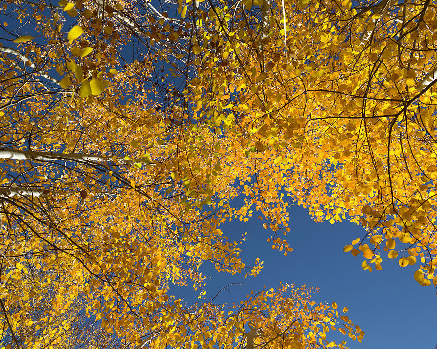 Golden Aspen Leaves Photograph by Jemmy Archer