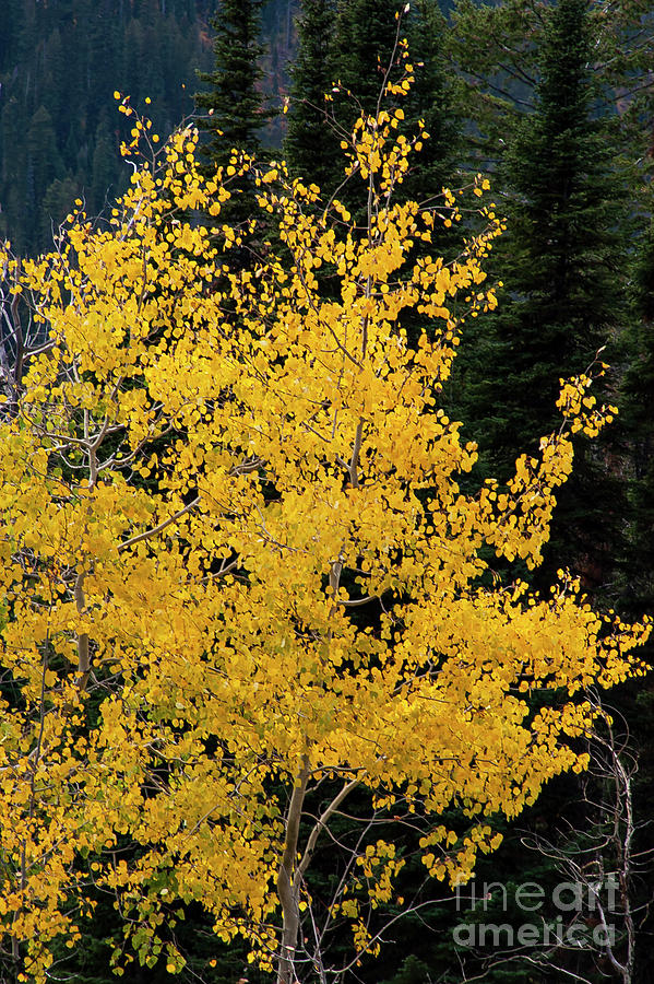Golden Aspen Tree in the Tetons Photograph by Bob Phillips