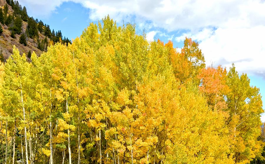Golden Aspen Trees in Colorado Photograph by Amy McDaniel