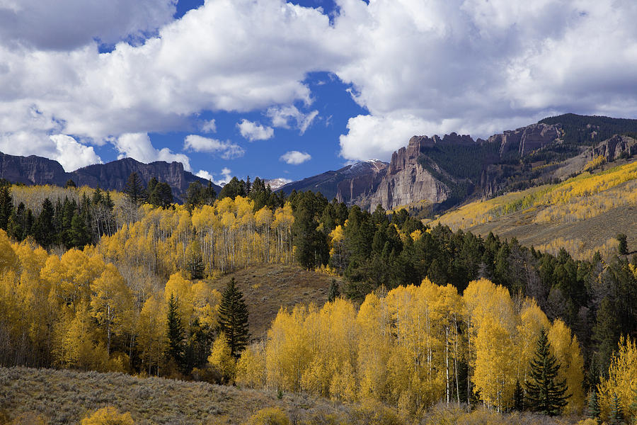 Golden Aspen Trees In The Gunnison National Forest Of Colorado 