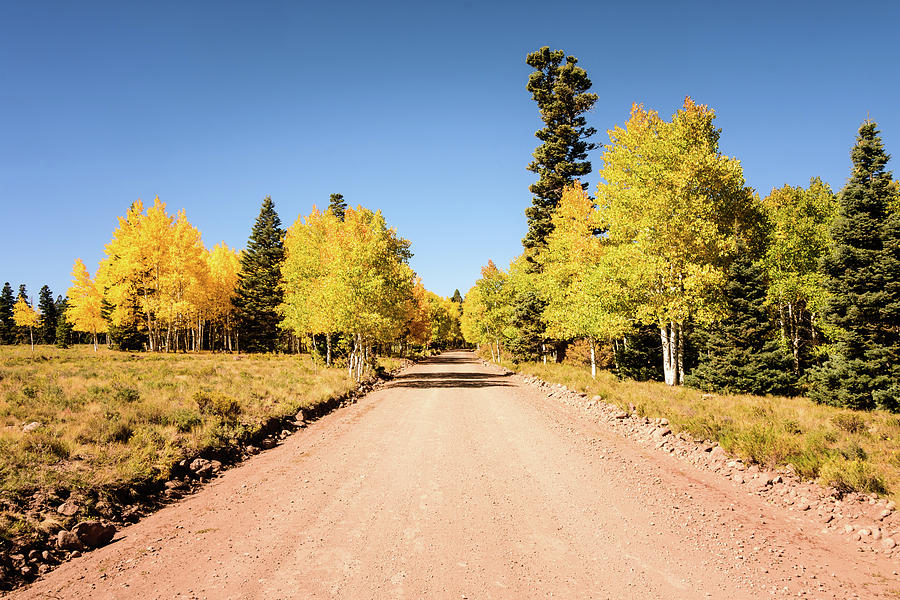 Golden Aspens Along Colorado Forest Road 103 Photograph by Debra Martz