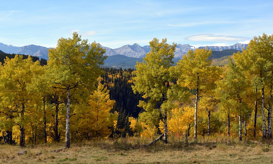 Golden Aspens and Rocky Mountains Photograph by Ed Mosier