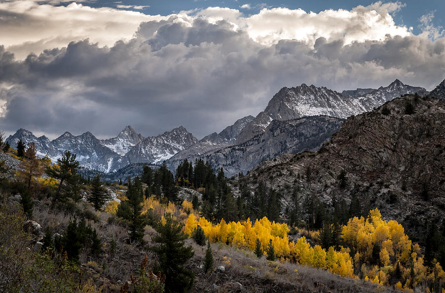 Mountain Photograph - Golden Aspens and Snow by Cat Connor