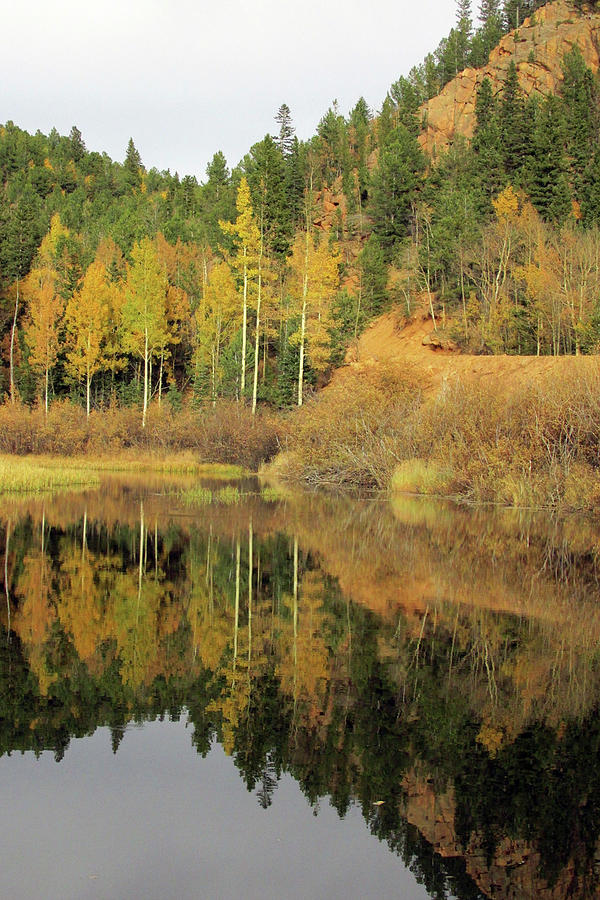 Golden Aspens Reflected in a Colorado Pond Photograph by Julia L Wright