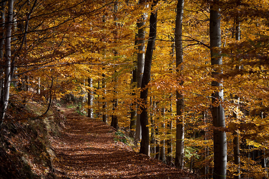 Nature Photograph - Golden Autumn by Andreas Levi