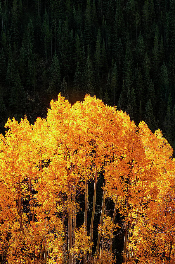 Golden Autumn Photograph by Andrew Soundarajan