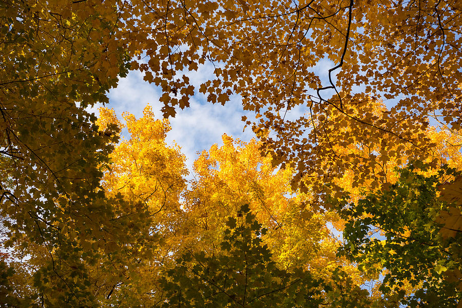 Golden Autumn Canopy - a Window to the Sky Horizontal Photograph by Georgia Mizuleva