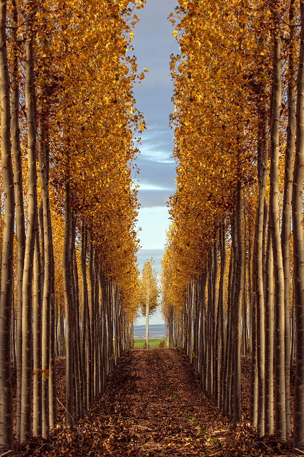 Golden Autumn Photograph by Wes and Dotty Weber