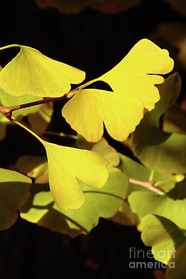Fall Photograph - Yellow ginkgo biloba leaves in autumn by Delphimages Photo Creations