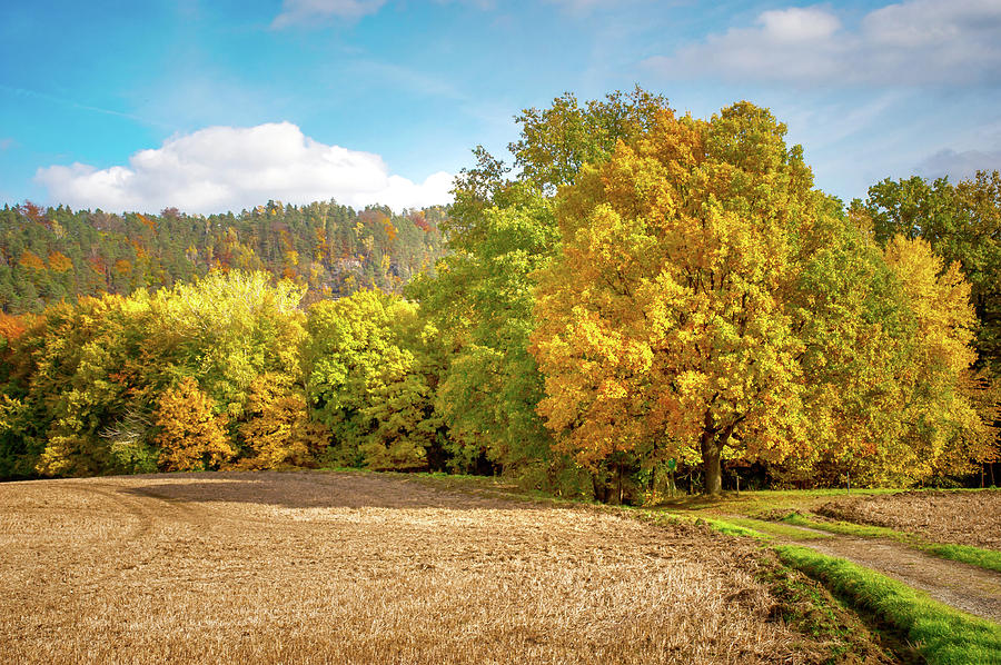 Golden Autumn Photograph by Jenny Rainbow