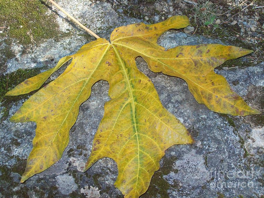Golden Autumn Leaf Photograph by Carol Riddle