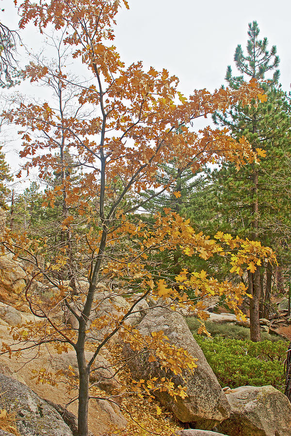 Golden Autumn Leaves along Castle Rock Trail near Big Bear Lake, California  Photograph by Ruth Hager