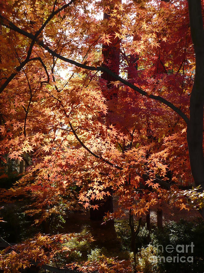 Golden Autumn Sunshine Photograph by Carol Groenen