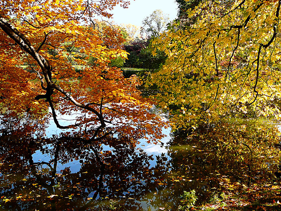 Golden Autumn Trees Photograph by Susan Savad
