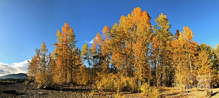 Golden Autumn Trees Photograph