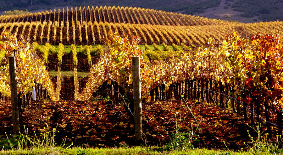 Golden Autumn Vineyard Photograph by Jeff Lowe