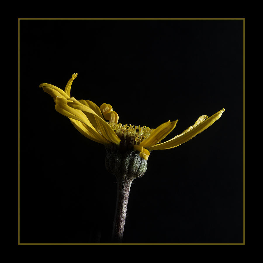 Flower Photograph - Golden Awakening by Robert Murray