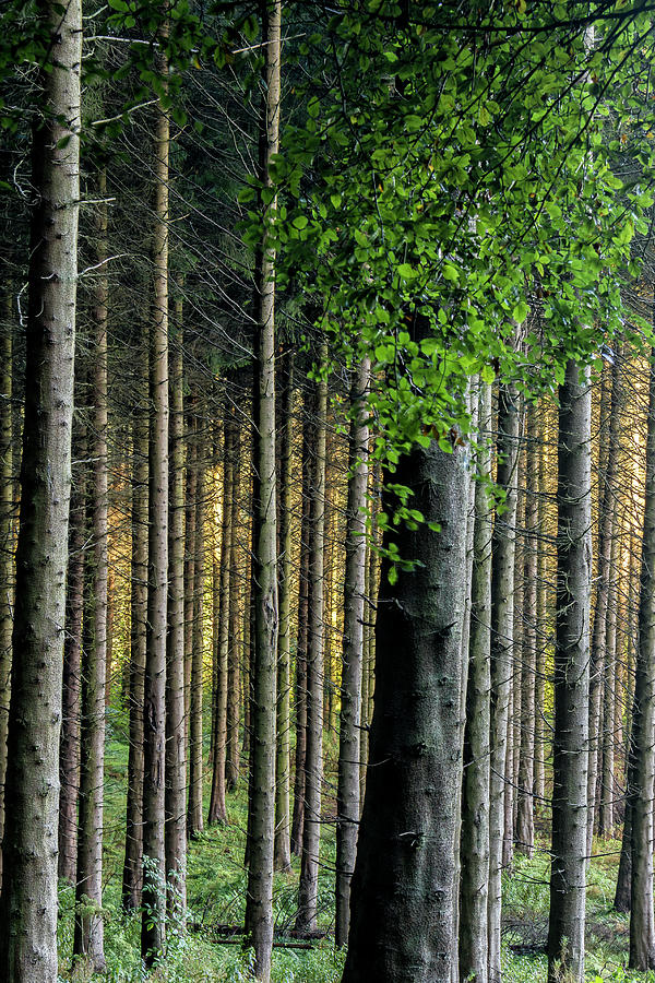 Autumn Photograph - Golden Backlight by Glen Sumner Autumn Photograph - Golden Backlight by Glen Sumner