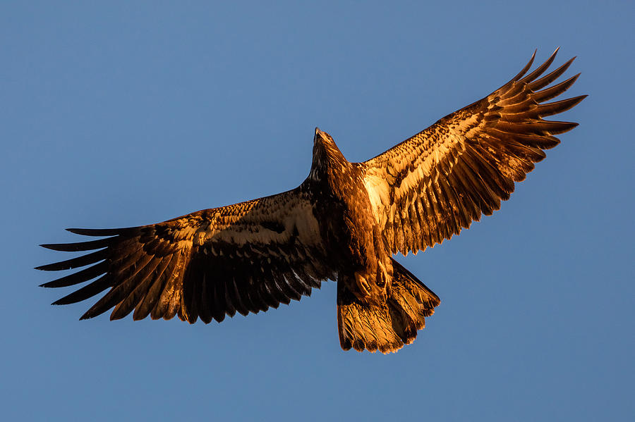 Golden Bald Eagle Photograph by Pierre Leclerc Photography