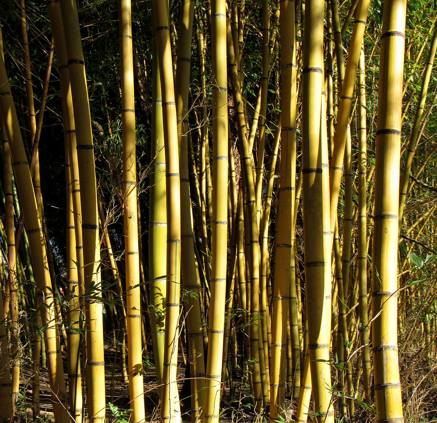 Golden Bamboo Photograph by Joshua Bales
