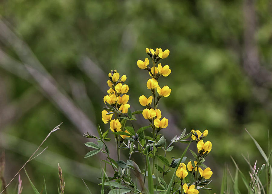 Golden Banner Plant