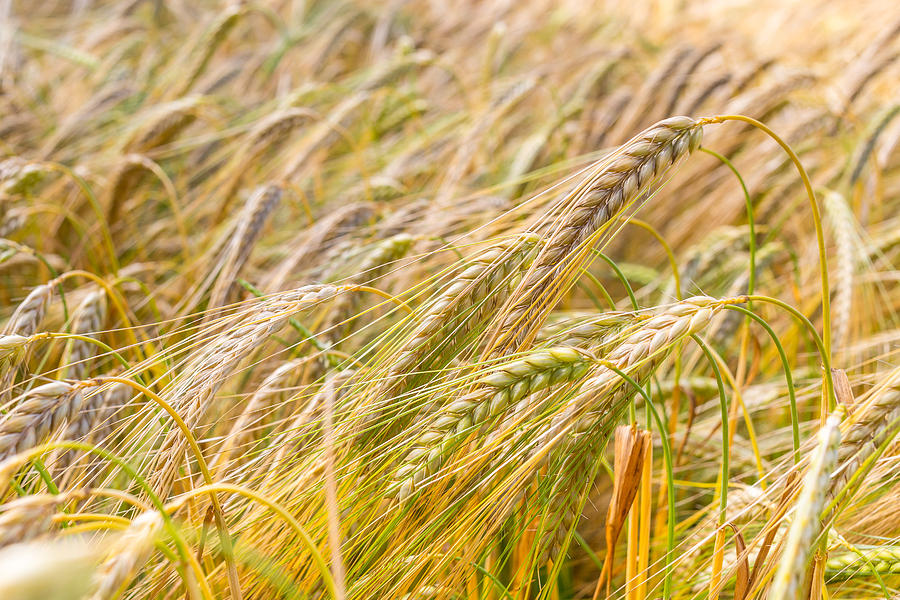 Golden Barley. Photograph by Gary Gillette