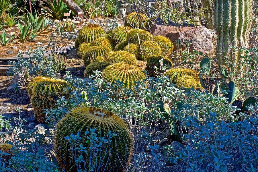 Golden Barrel Cacti in Living Desert Zoo and Gardens in Palm Desert ...