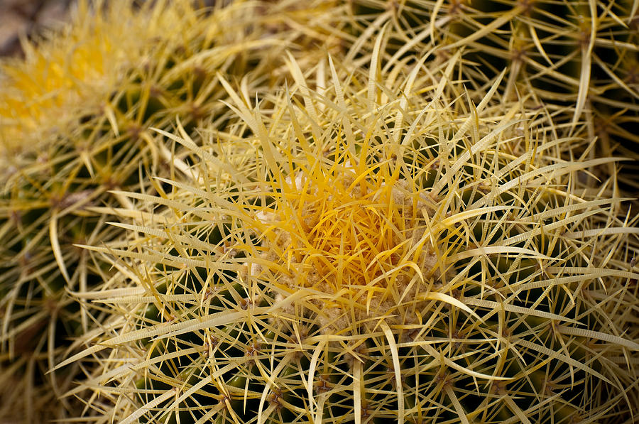 Golden Barrel Cacti Up close Photograph by Kevin Munro