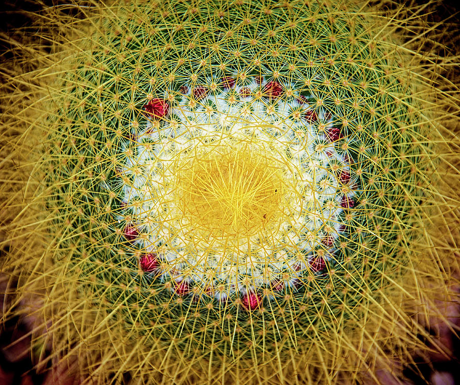 Golden Barrel Cactus 6 Photograph by Kenneth Roberts