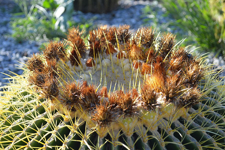 Golden Barrel Cactus Photograph by Glenn McCarthy Art and Photography