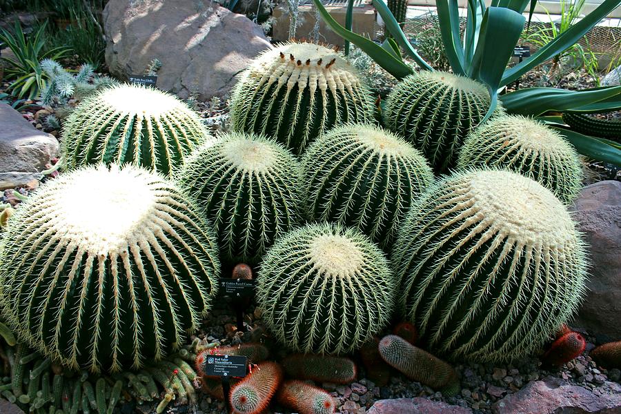 Golden Barrel Cactus Photograph by Michiale Schneider