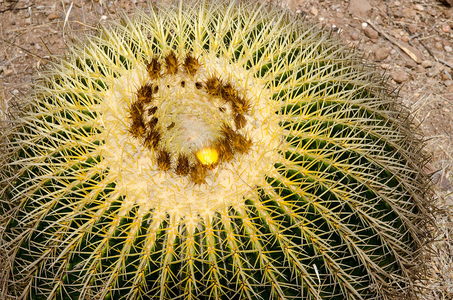 Golden Barrel Cactus Photograph by Rob Huntley