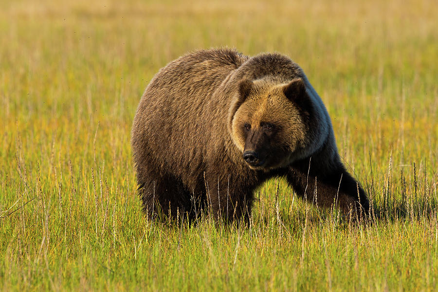 Golden Bear Photograph by David F Hunter