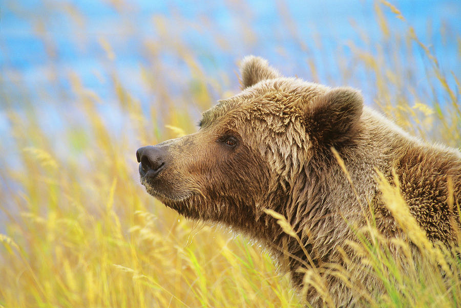 Gold bear. Вилдлайф фулл. Wildlife - 1983 - Wildlife.